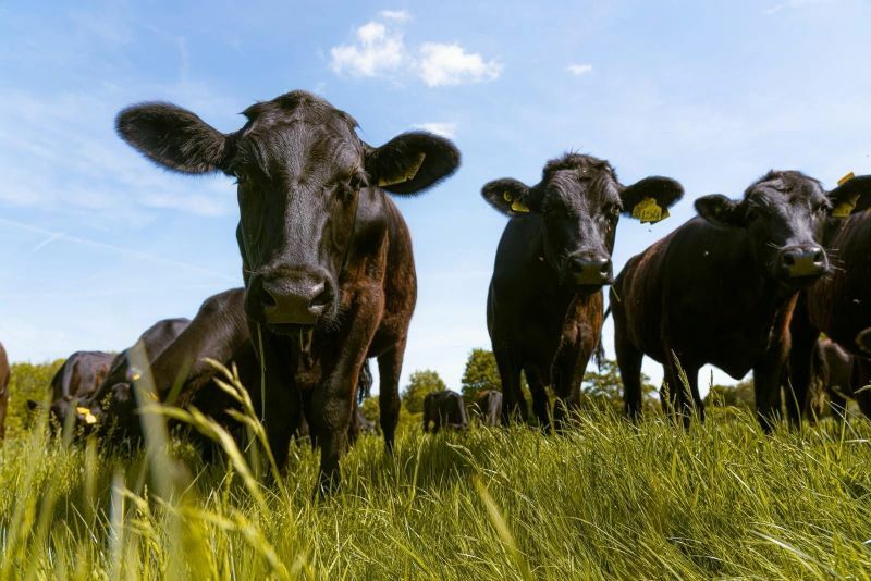 Aberdeen Angus Cattle Picture courtesy of Gamechanger Farming