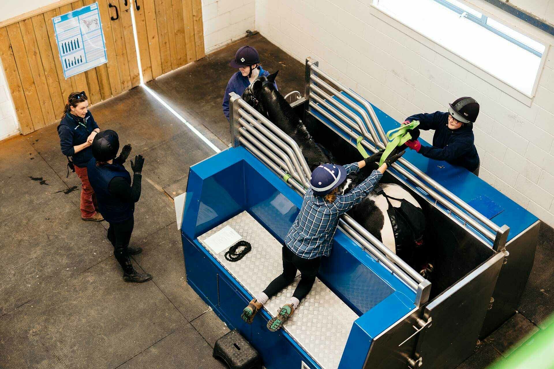 Equine influencers Water Treadmill