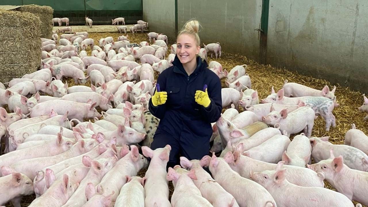 Studying biovet science Lucy Cox with Pigs