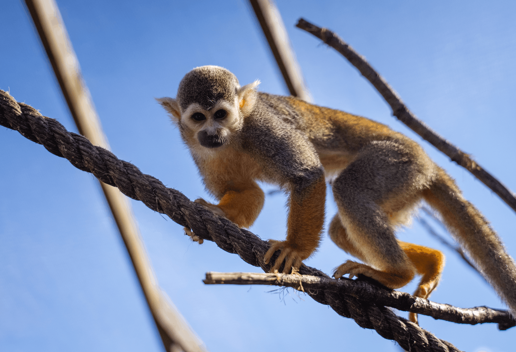 Monkey