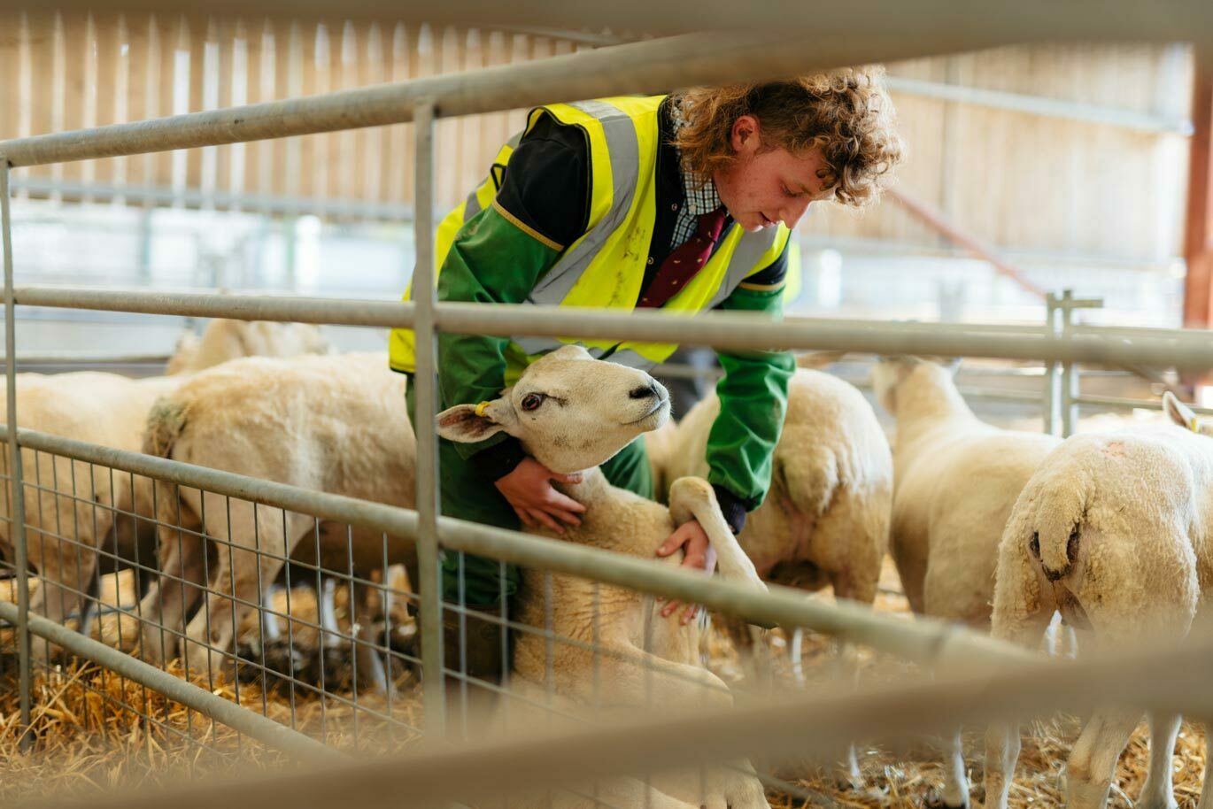 Agri gallery Agriculture student checking sheeps hooves