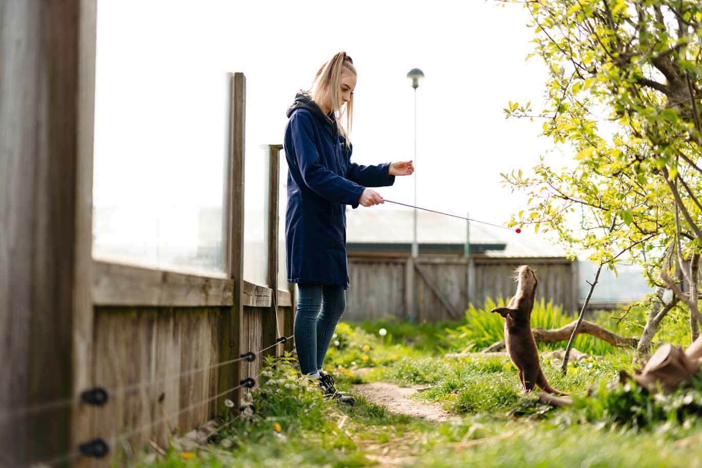 Animal Sci gallery Student training an otter on the Animal Sciences unit