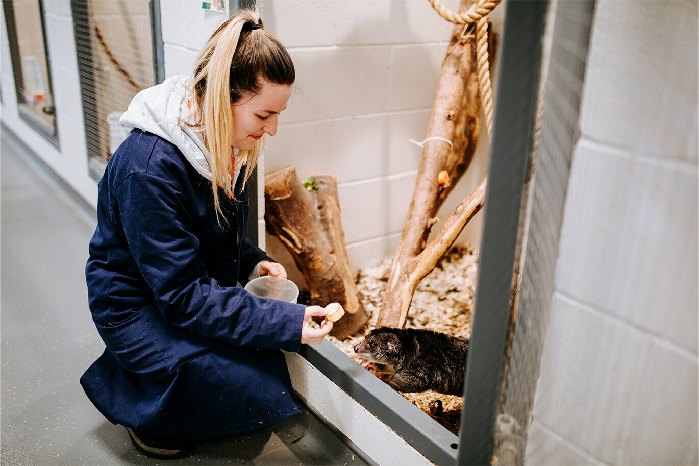 Animal callout Animal student feeding cuscus