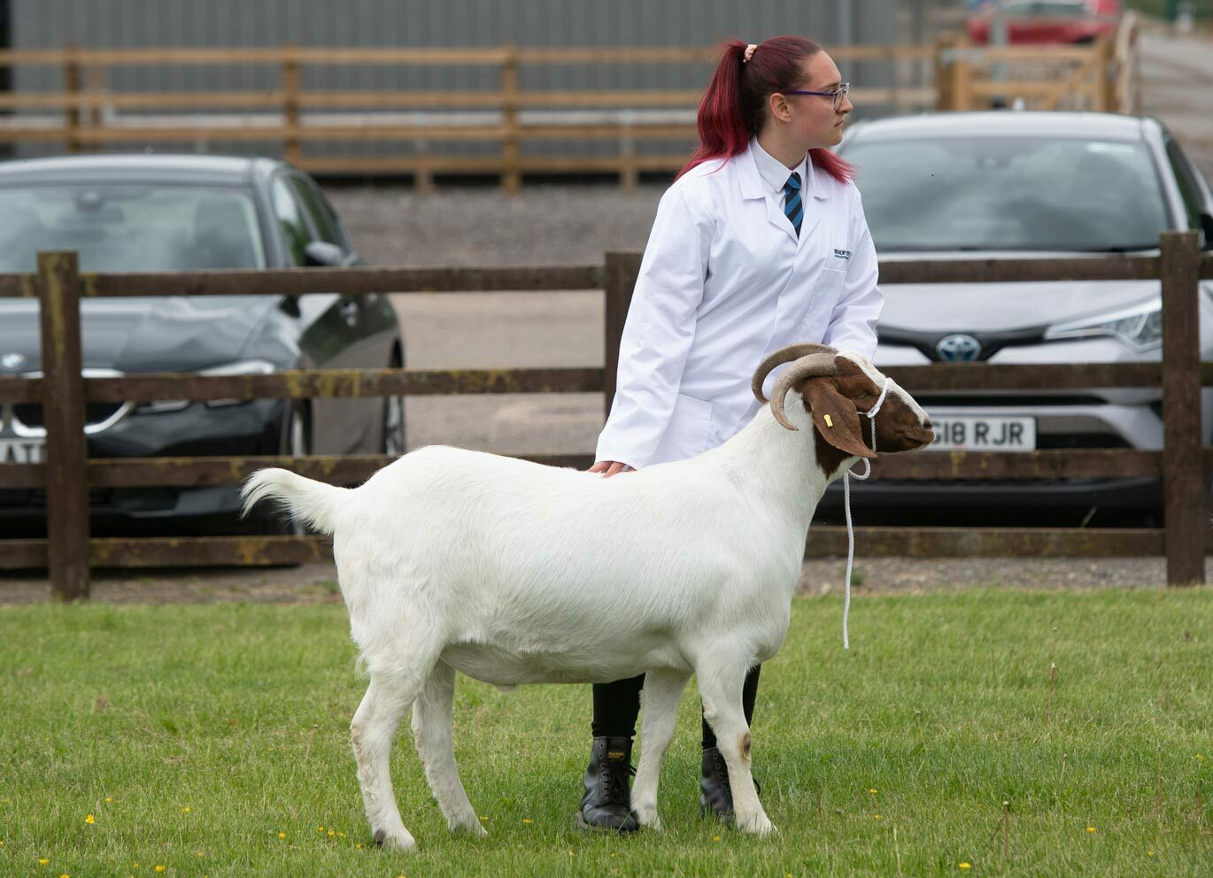 Animal gallery Animal Care student presenting goat at Stock Skills competition