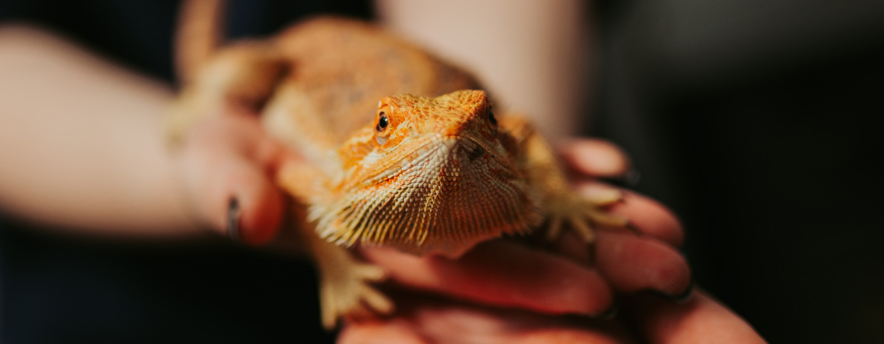 Bearded dragon at Bishop Burton Animal Management Centre