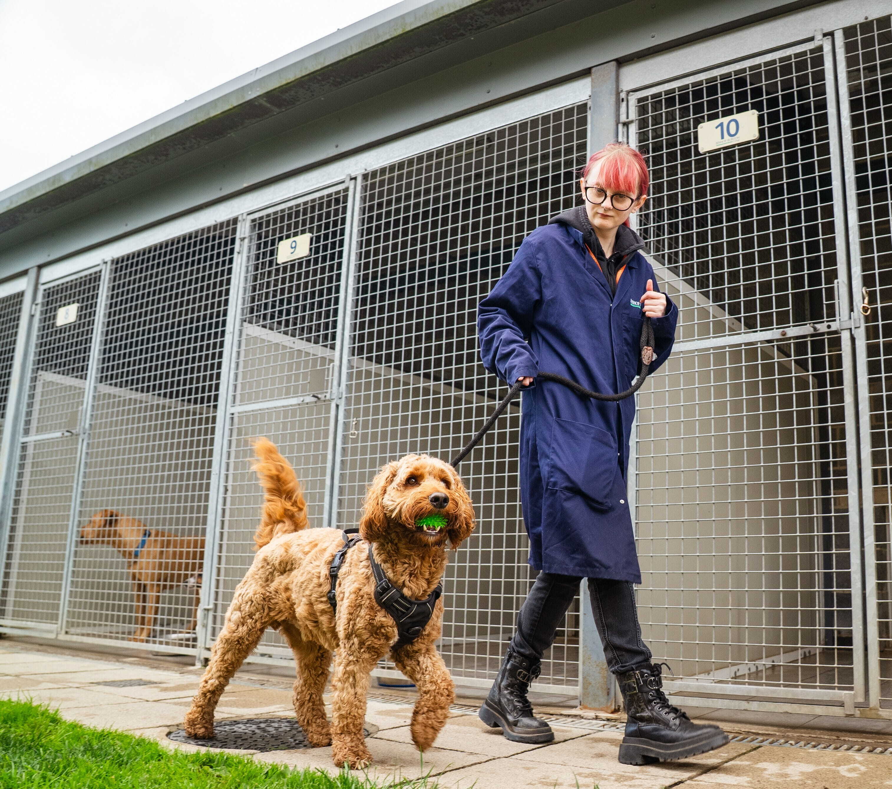 Bishop Burton College student walking a dog at Bishop Burton College dog kennels
