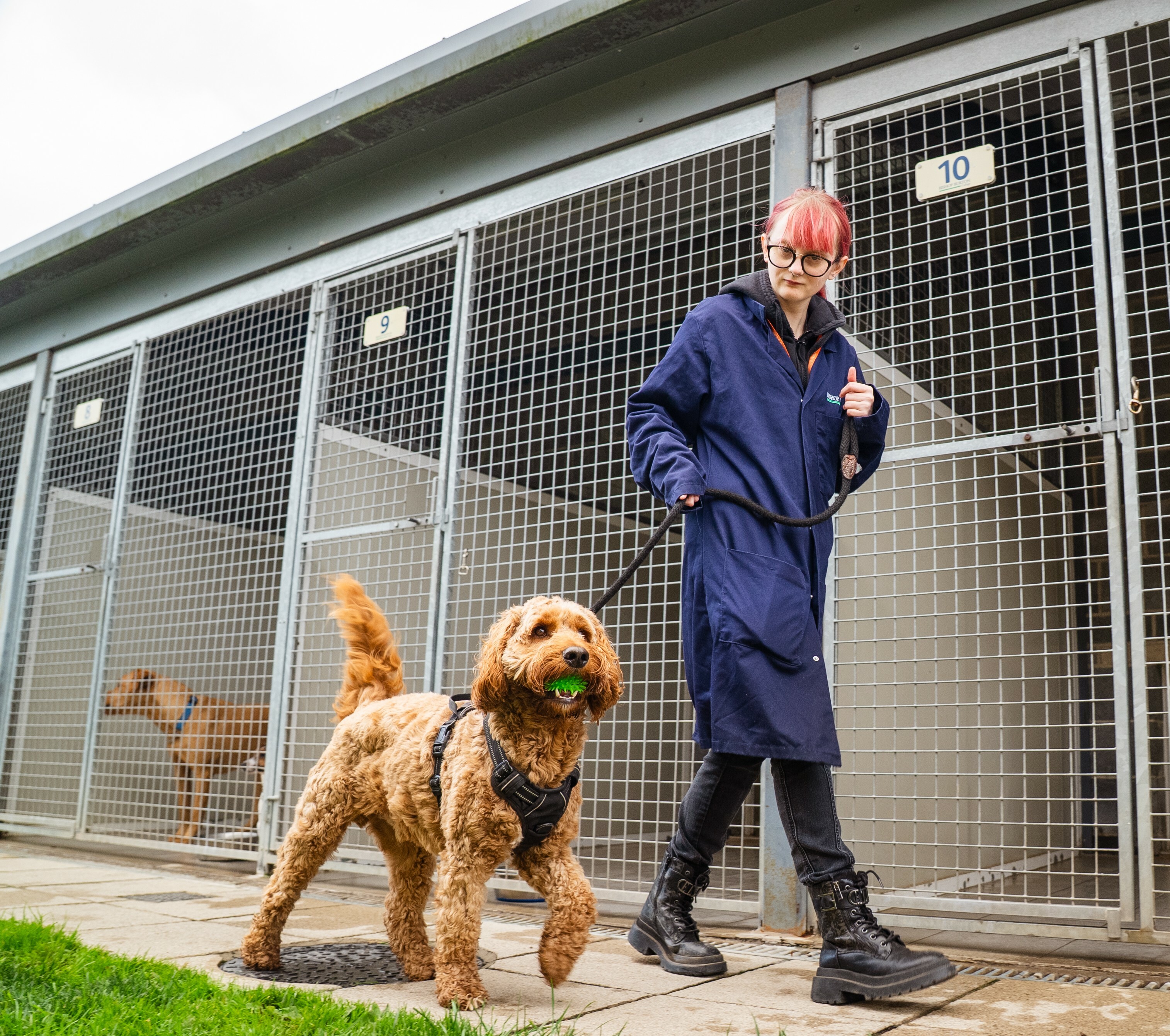 Bishop Burton College student walking a dog at Bishop Burton College dog kennels