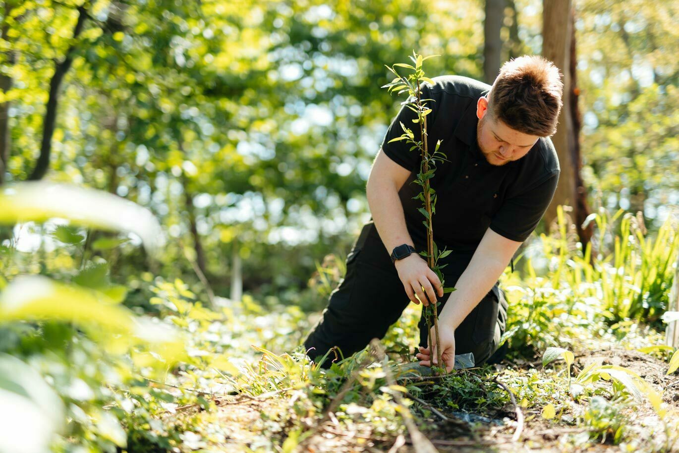 Country gallery College student planting tree in Bishop Burton woodland