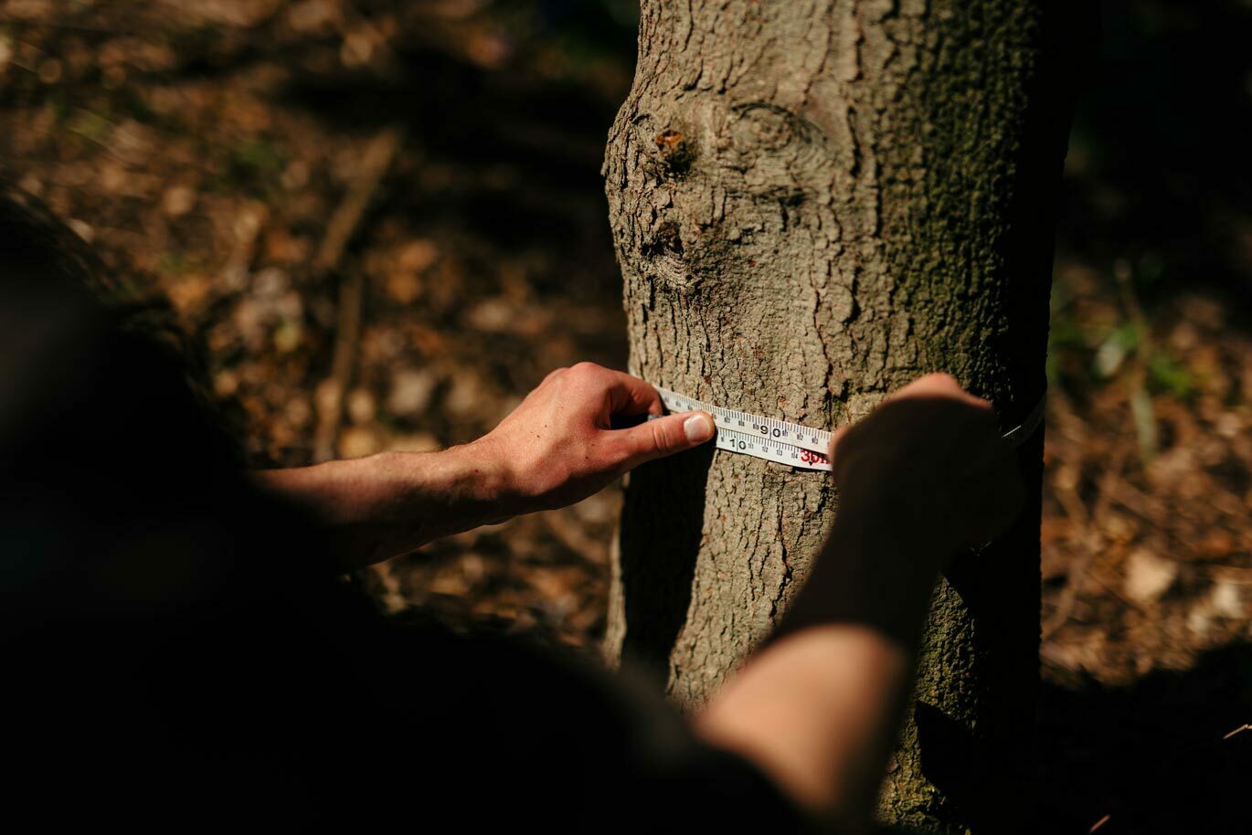 Country gallery Environmental student measuring tree trunk