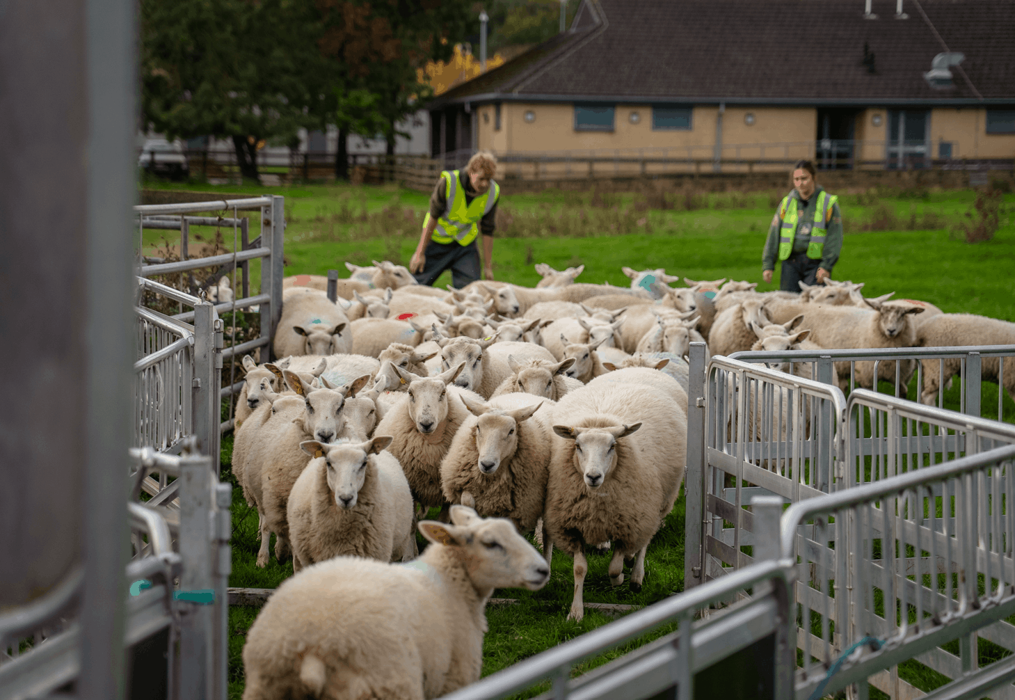 Sheep at Bishop Burton College