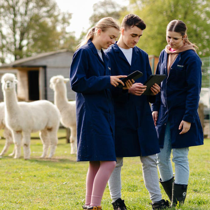 Students with tablets observing alpaca thumb