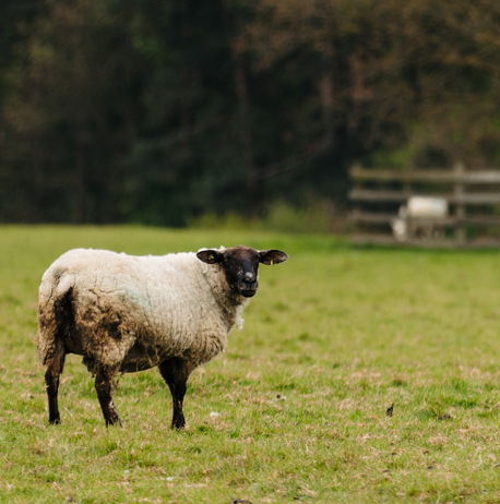Views of sheep on Bishop Burton College parkland thumb