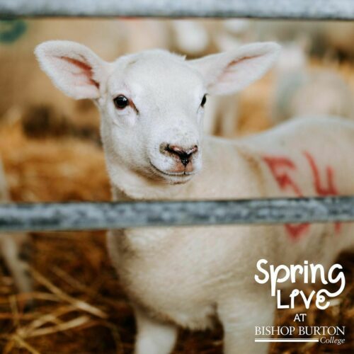 🌸 𝗣𝗹𝗮𝗻 𝘆𝗼𝘂𝗿 𝗱𝗮𝘆 𝗳𝗼𝗿 𝗦𝗽𝗿𝗶𝗻𝗴 𝗟𝗶𝘃𝗲! 🌸

Visit our