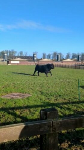 Derek the #bull is excited to meet everyone at