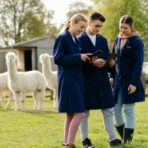 Got a conditional offer? Join the Animal