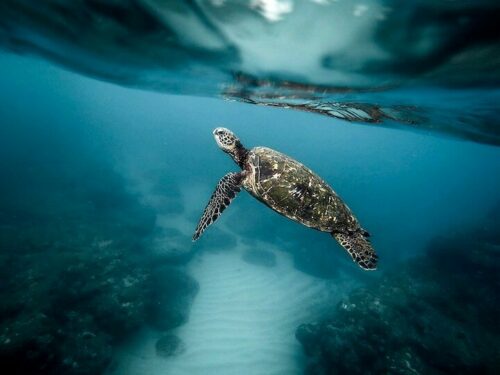 Come along for our fin-tastic seminar on