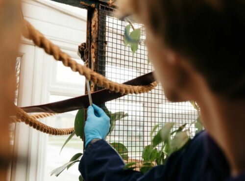 Finding your path to a degree in Animal